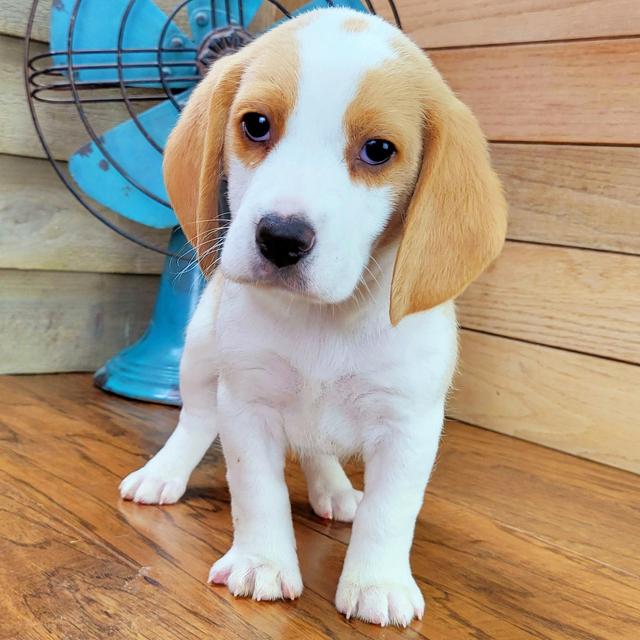 Joey - Beagle