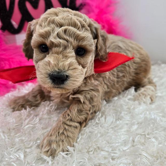 Dozer - Bichonpoo