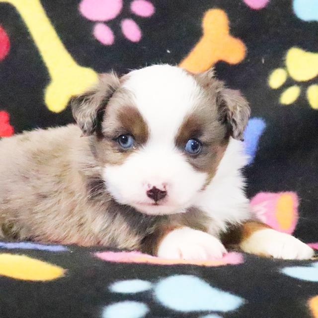 William - Australian Shepherd