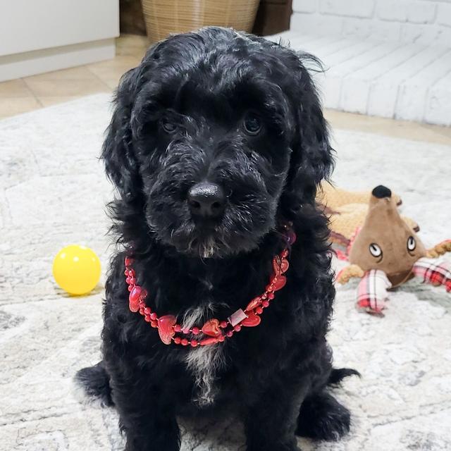 Cletus - Portuguese Water Dog