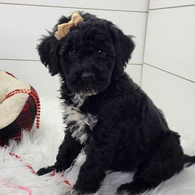 Rime - Portuguese Water Dog