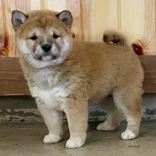 Linda - Shiba Inu