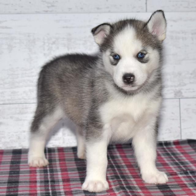 Milon - Siberian Husky