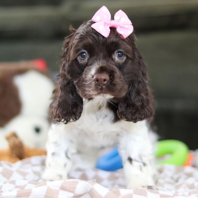 Petunia - Cocker Spaniel