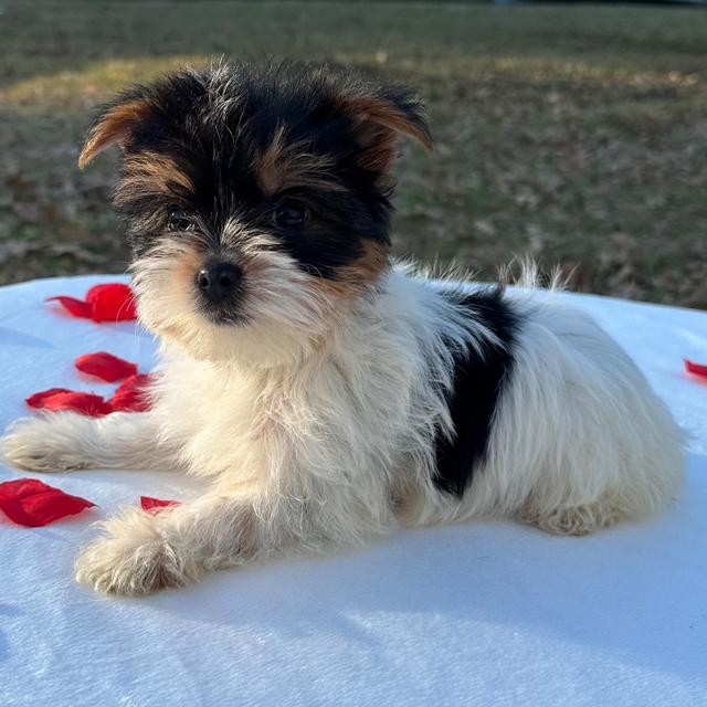 Charlie - Yorkshire Terrier