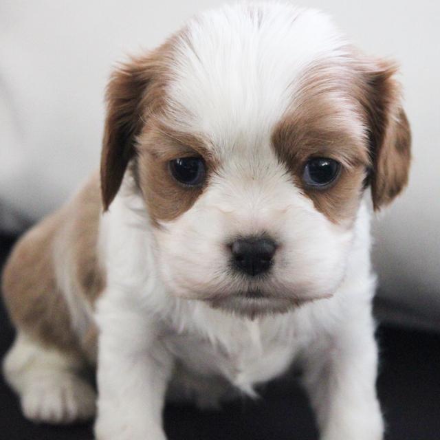 Carly - Cavalier King Charles Spaniel