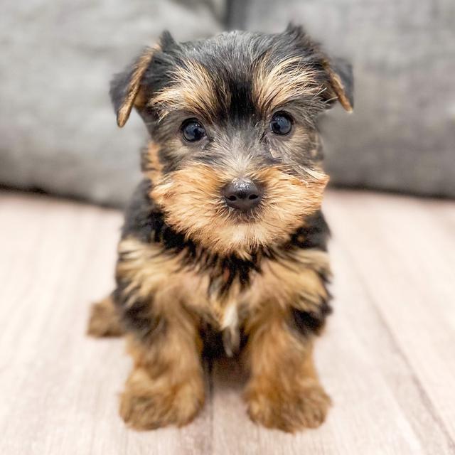 Dante - Yorkshire Terrier