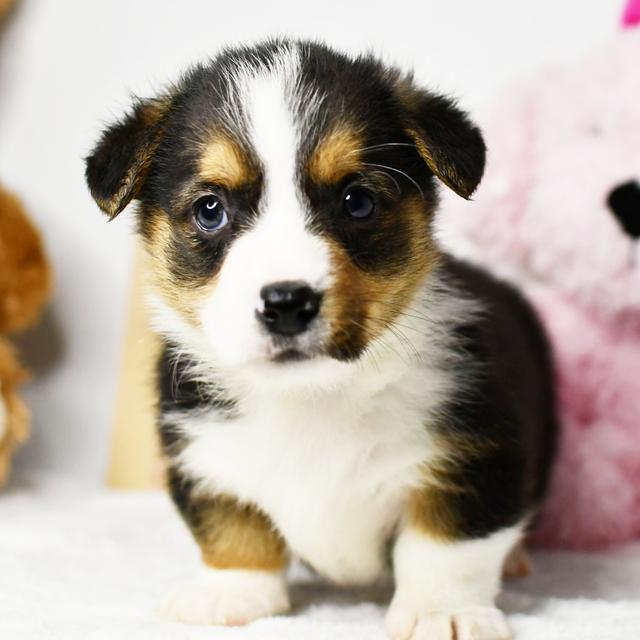 Sparkle - Pembroke Welsh Corgi