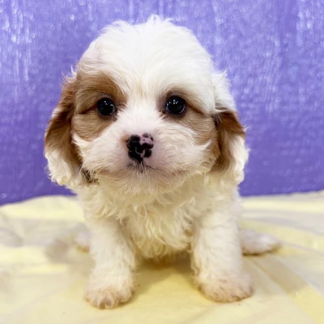 Lewis - Cavapoo