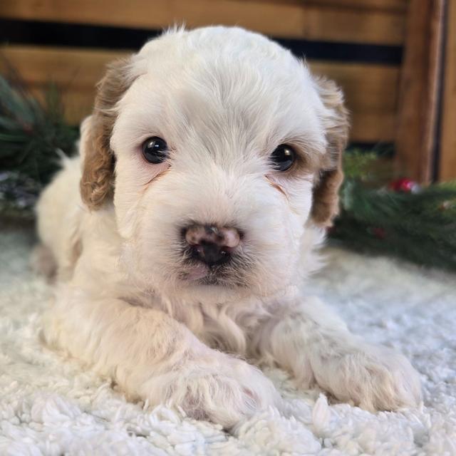 Teddy - Cavapoo