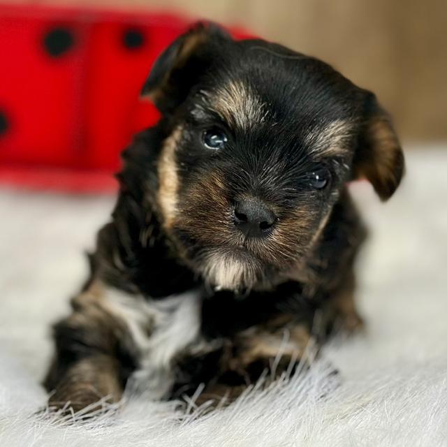 Lilly - Yorkiepoo