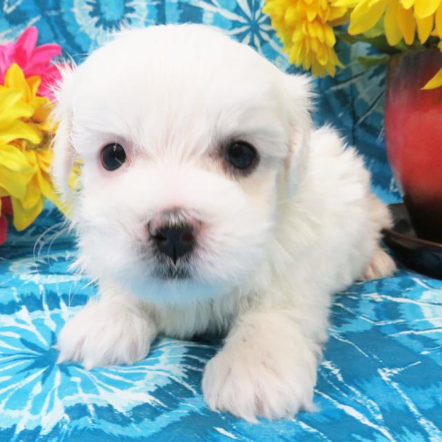 Sammy - Coton de Tulear