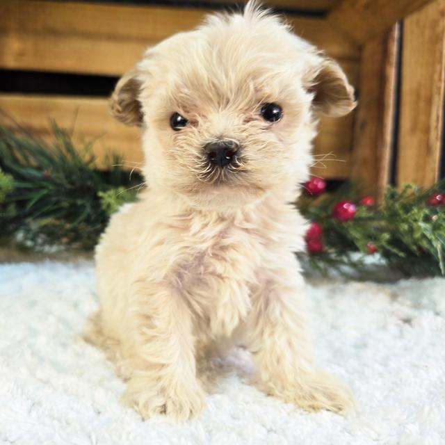 Bailey - Maltipoo