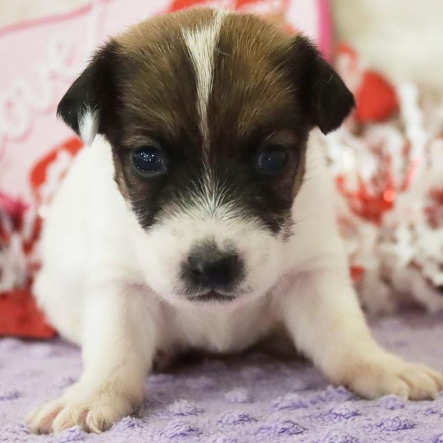 Dash - Jack Russell Terrier