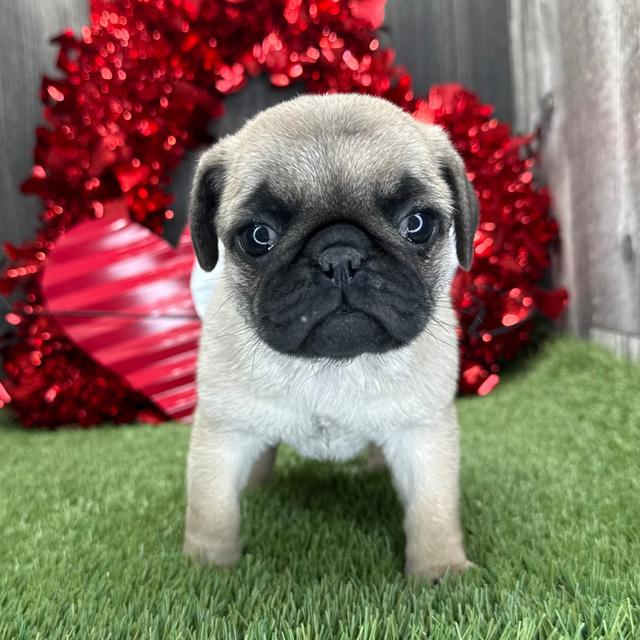 Lila - Pug