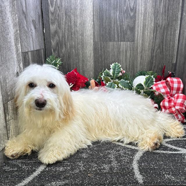 Wendy - Havanese