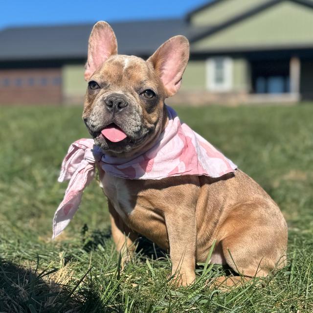 Alice - French Bulldog