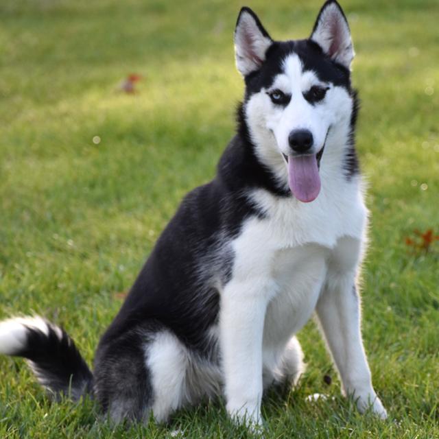 Jimmy - Siberian Husky