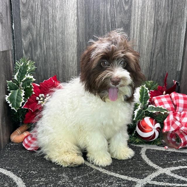 Mason - Havanese