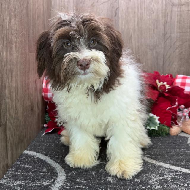 Mason - Havanese