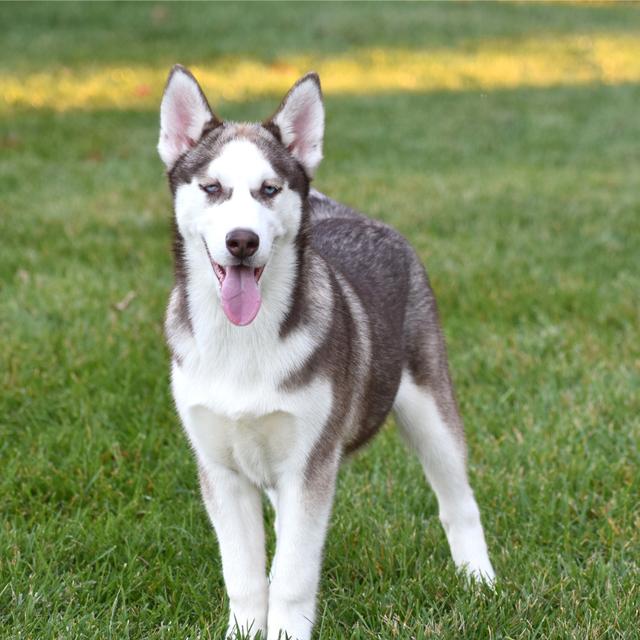 Molli - Siberian Husky