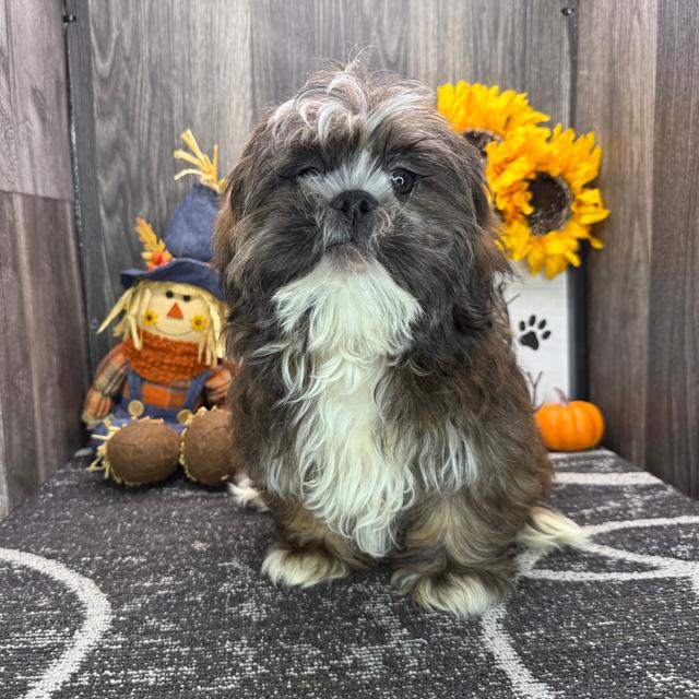 Derek - Shih Tzu