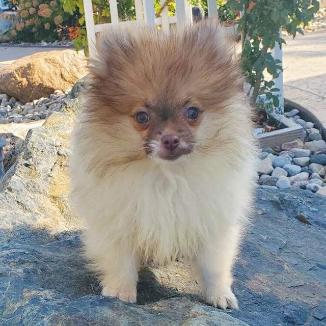 Bear - Pomeranian