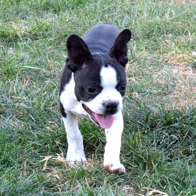 Pletcher - Boston Terrier