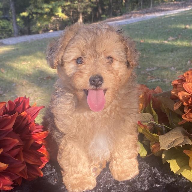 Zeke - Aussiedoodle