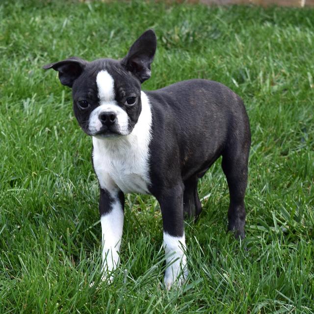 Remi - Boston Terrier