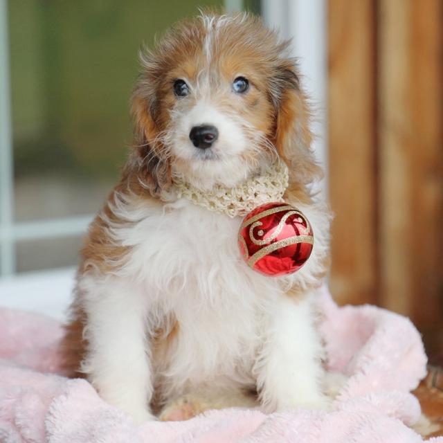 Acacia - Aussiedoodle