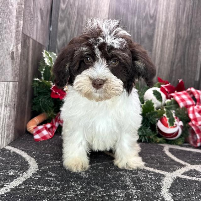 Josie - Havanese