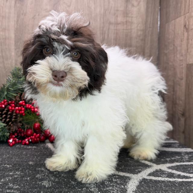 Josie - Havanese