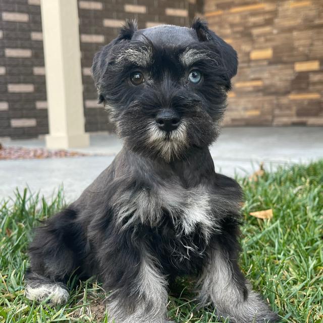 Audrey - Miniature Schnauzer