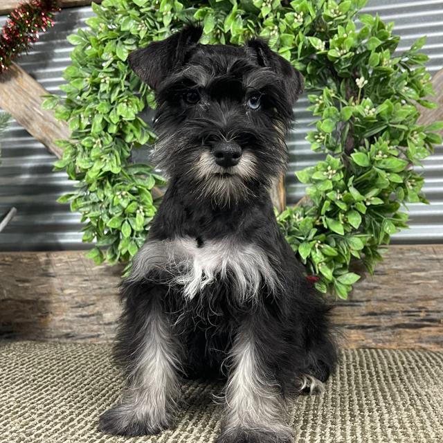 Audrey - Miniature Schnauzer