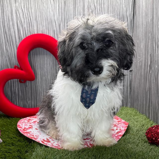 Ello - Havanese