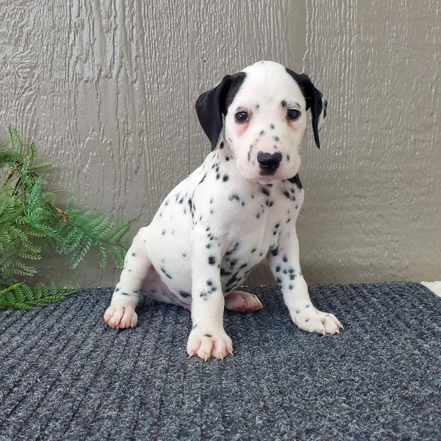 Spot - Dalmatian