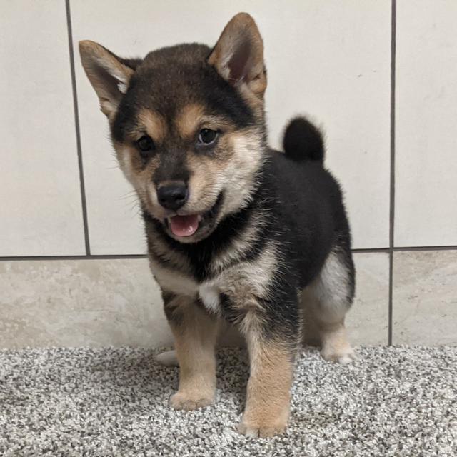 Andrew - Shiba Inu