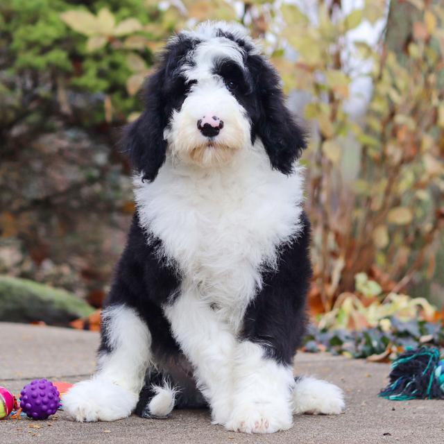 Jace - Sheepadoodle