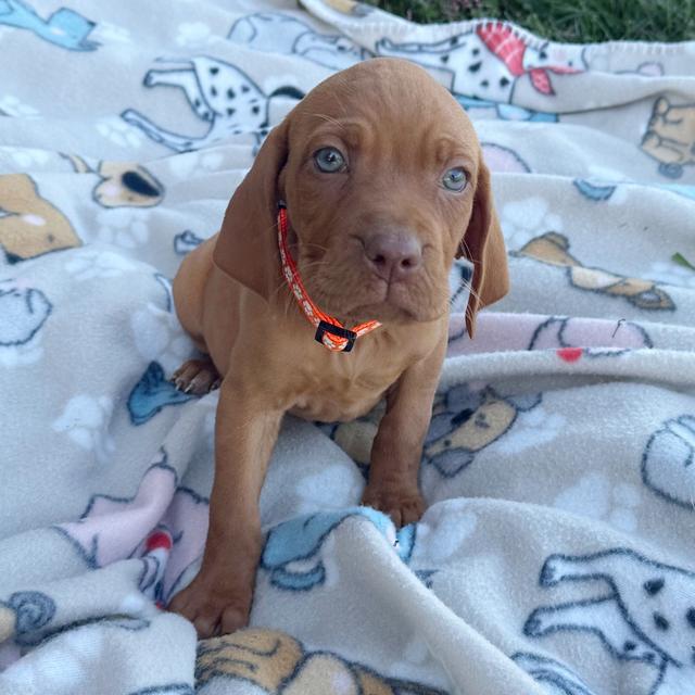 Cinnamon - Vizsla