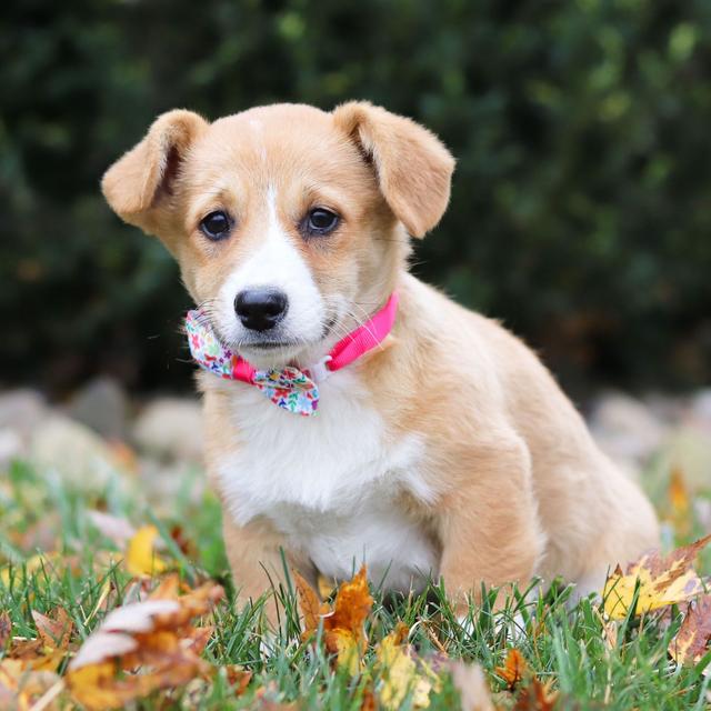 Jada - Pembroke Welsh Corgi