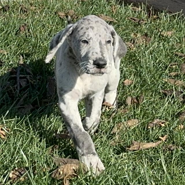 Gingerbread - Great Dane