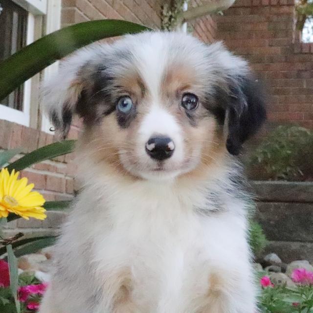 Wrangler - Australian Shepherd