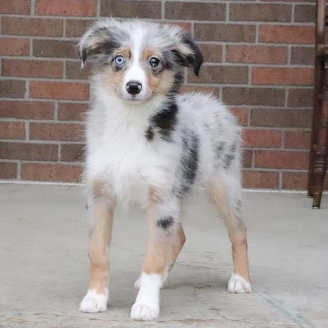 Wrangler - Australian Shepherd