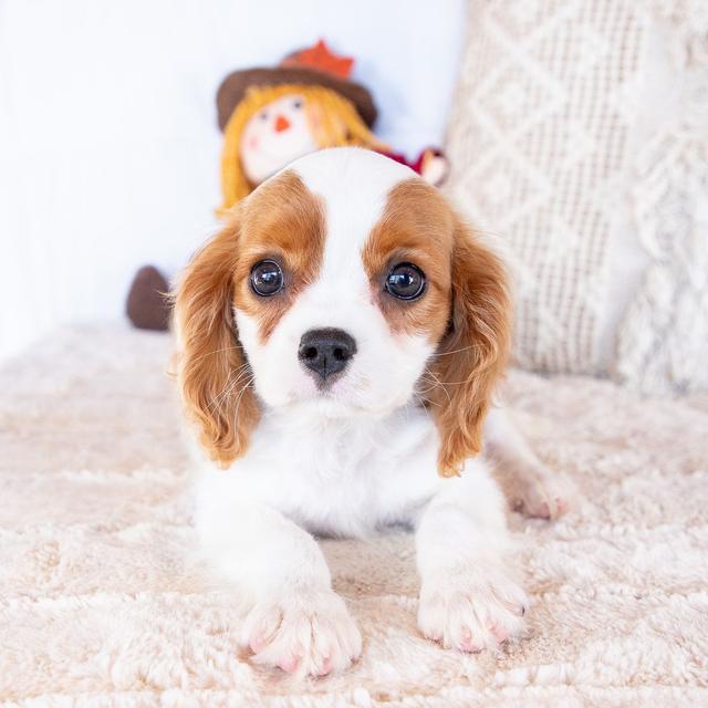 Valorie - Cavalier King Charles Spaniel