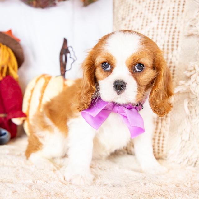 Amy - Cavalier King Charles Spaniel