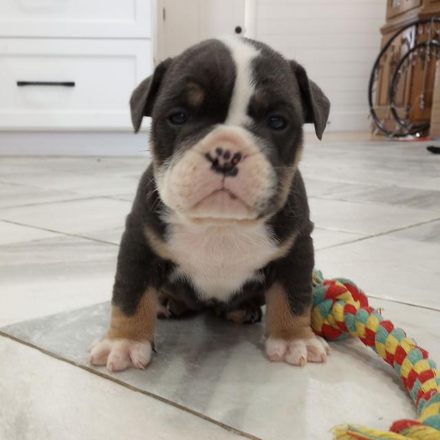 Daisy - Bulldog