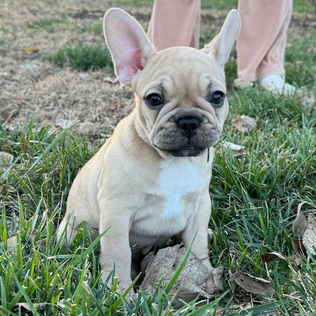 Sweetie - French Bulldog