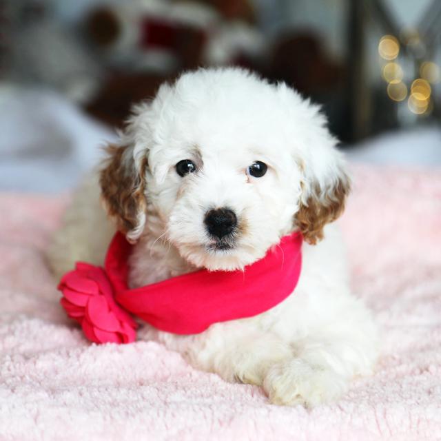 Adalee - Goldendoodle