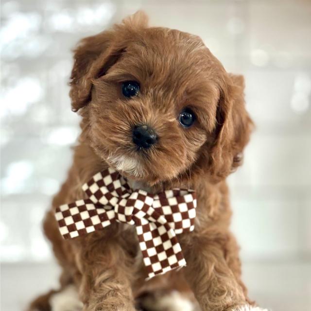 Durango - Cavapoo